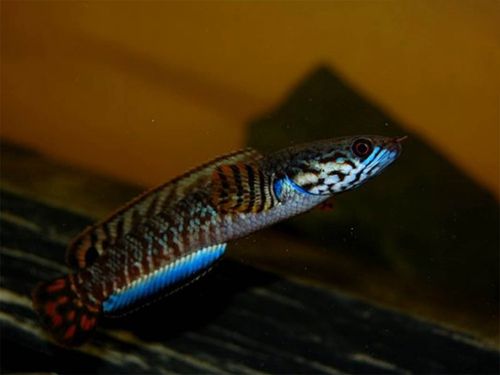 ajaj七彩巧克力雷龙阿萨姆奶茶七彩酒红雷龙鱼观赏鱼淡水鱼耐活好养56