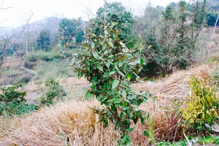 村前有棵班榨树,邬先生把这起名班榨村.