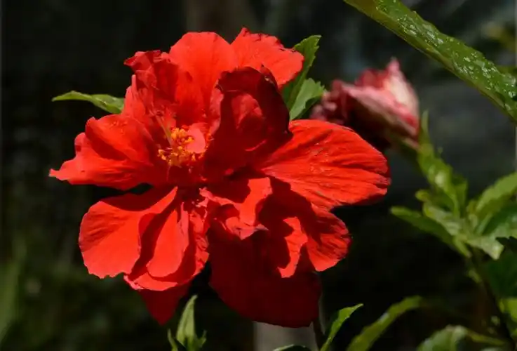 锦葵科木槿属变种的灌木植物,该变种与原变种不同处在于花的重瓣,红色