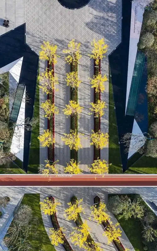 [分享]树阵景观,居然还能这么美!