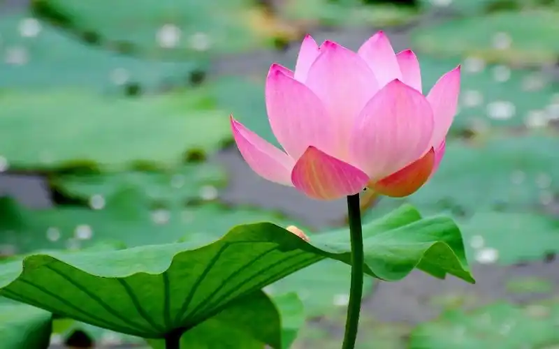 首页 鲜花 荷花 美丽的莲花,粉红色的花瓣,池塘,叶子 壁纸 / 1680x