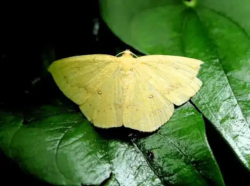鉴定学名 四圈黄姬尺蛾  anisephyra ocularia (fabricius, 1775)待