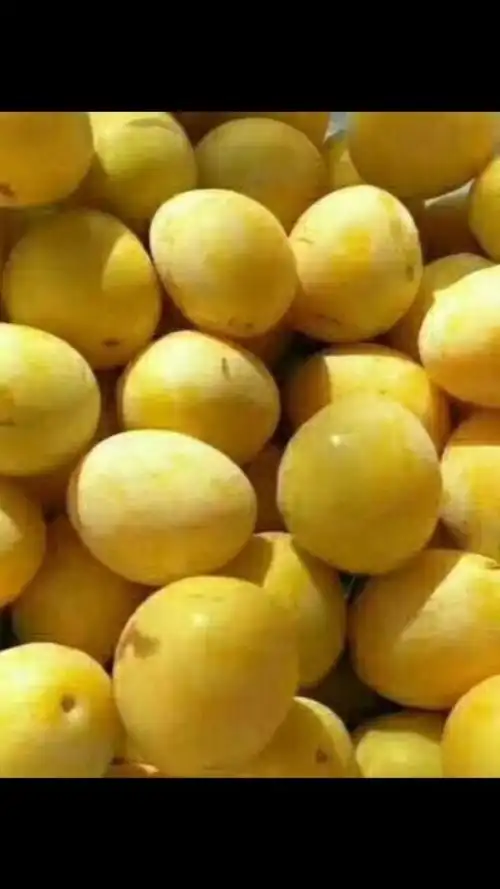 金西梅,8成熟色泽金黄,汁多脆甜,丰产,西梅苗新品种