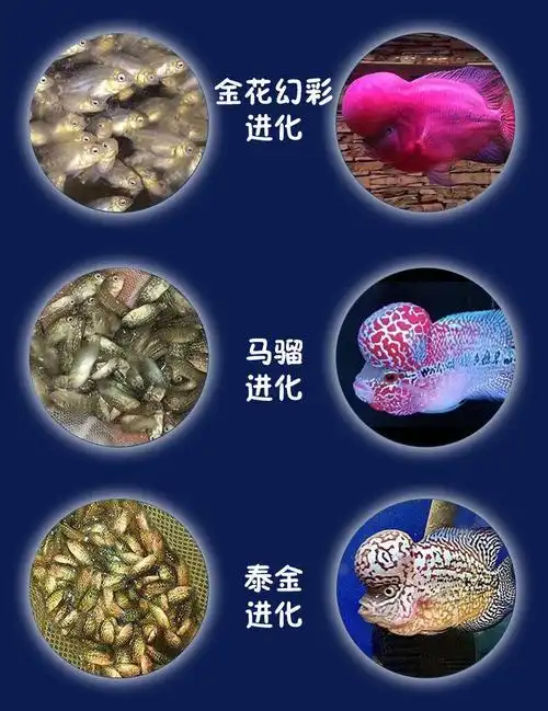 【精品】元宝罗汉鱼2-3厘米 买8 防损4( 防损50%防损)【图片 价格