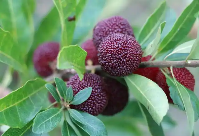 县始丰街道上裘村村口,一批又一批的自驾游爱好者来到村里采摘杨梅