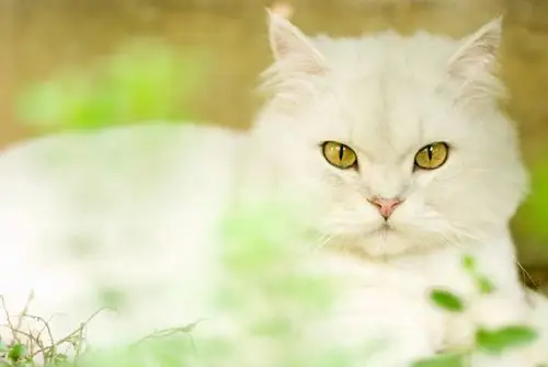 南美栗鼠,龙猫,猫,凝视