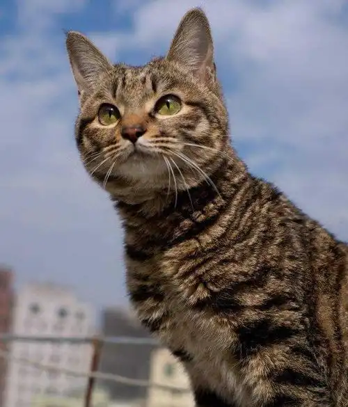 很多人能够分得清宠物猫的品种,但是对于我们中国的本土猫,中华田园猫