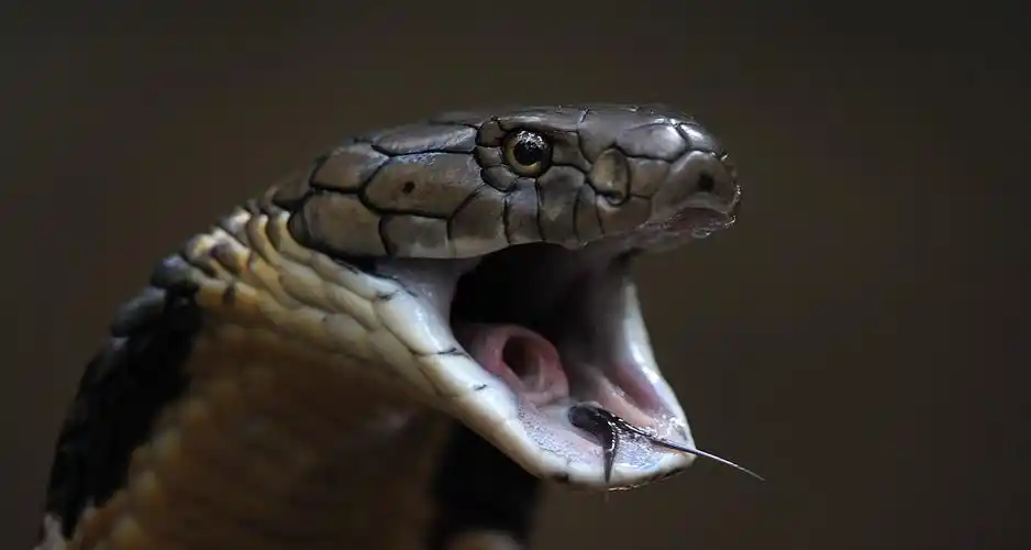 3.2米长眼镜王蛇误入鸡圈 含有剧毒是世界上最危险的蛇类之一