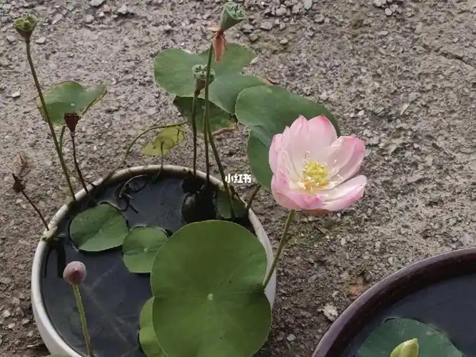 碗莲开花花花花