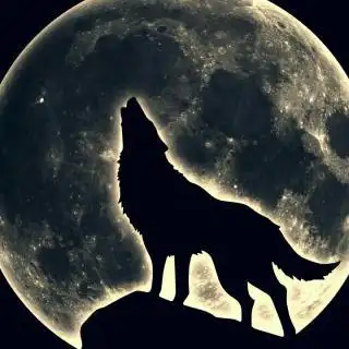 【我如果爱你】在线收听_im孤狼_荔枝