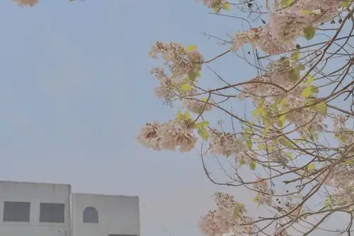 电脑壁纸 桌面壁纸 聊天背景 锁屏壁纸 ins 油画 iphone 【禁商用】