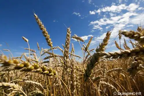 粮食图片_图片大全
