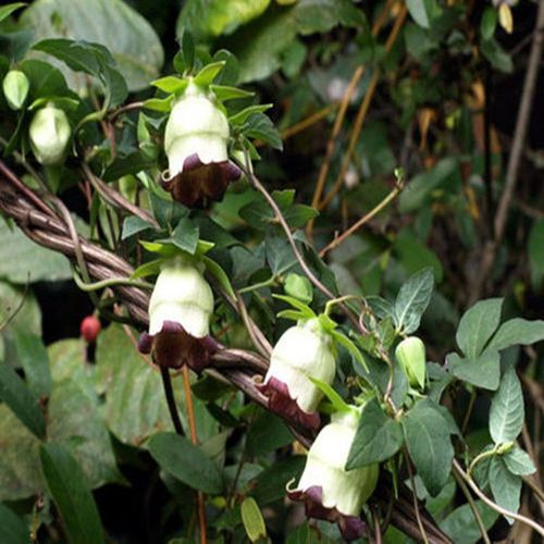 四叶参种子种苗东北奶参羊乳轮叶党参山胡萝卜山海螺特产野菜蔬菜