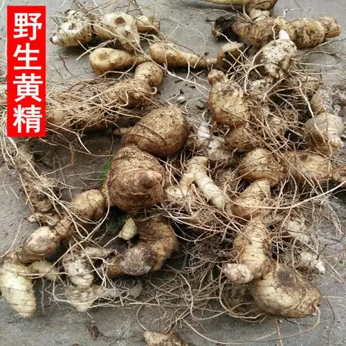 凯史甘斯黄精新鲜黄精老虎姜纯野生黄精野生鸡头黄精滋补品泡酒250克