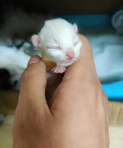 我家昨天出生的小猫咪晒一张