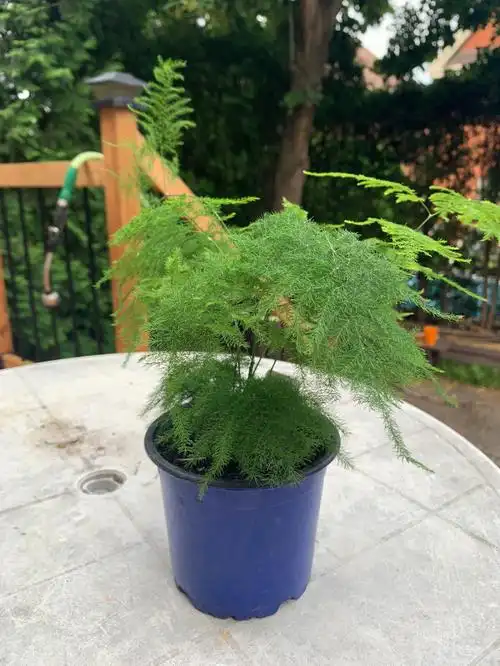 水培文竹就这么简单