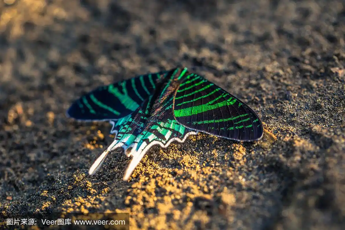 马努国家公园——2017年8月10日:秘鲁马努国家公园亚马逊雨林中的绿蛾