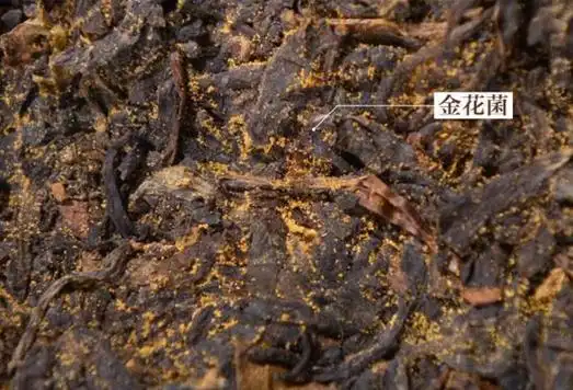 普洱茶上会长金花吗真的不是发霉吗茶知识日报