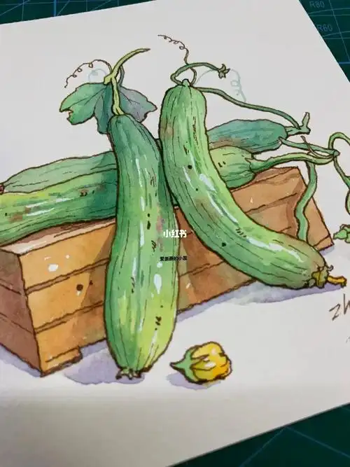 钢笔淡彩丝瓜也能可可爱爱