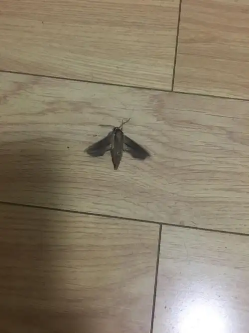 家里飞进来一只大蛾子,雷达杀不死,请问这是什么品种?