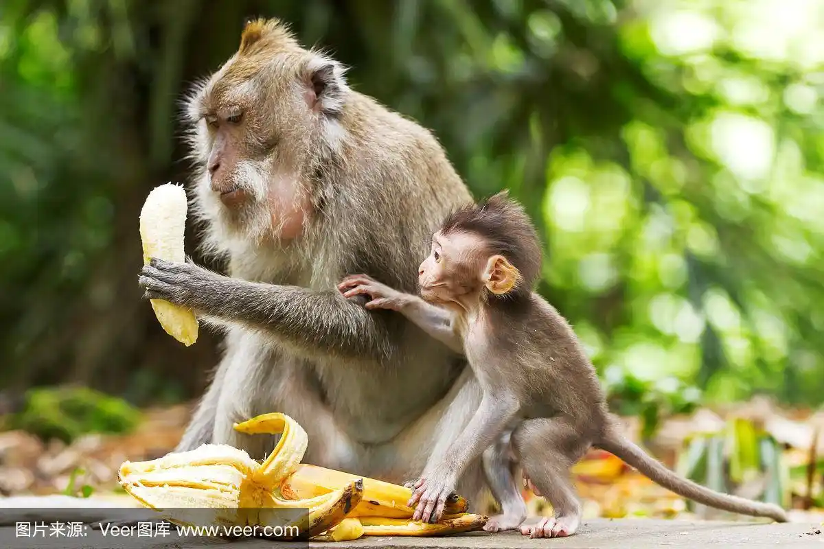 猴子吃香蕉.印度尼西亚巴厘岛乌布的猴子森林.