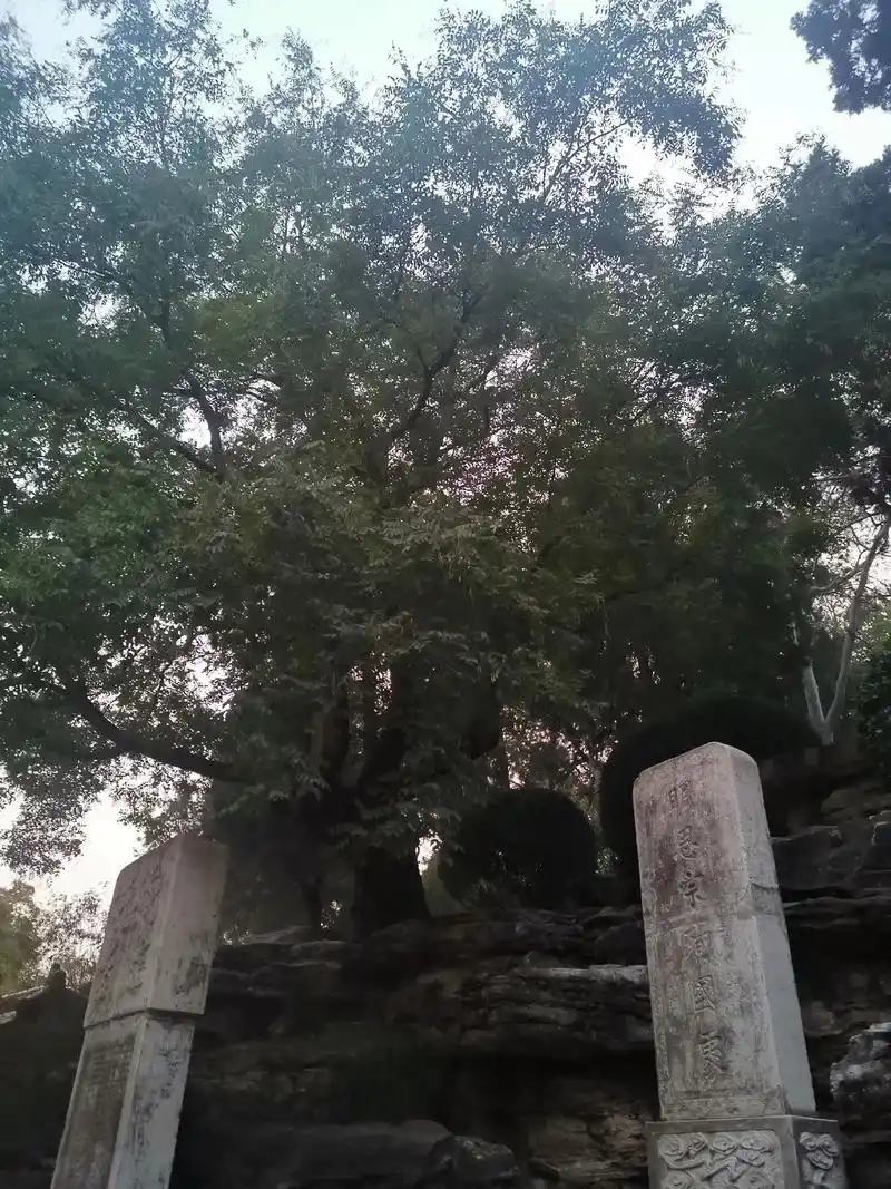 北京景山公园里的歪脖子树,明崇祯皇帝上吊自杀处,一个悲剧人物 - 抖