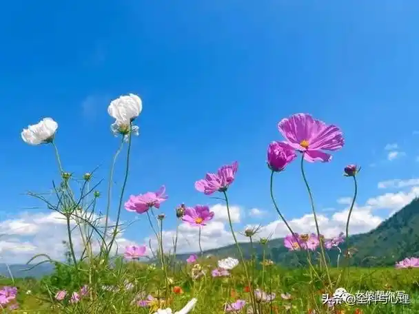 九月你好丨属于秋天的高级文案,干净温暖疗愈