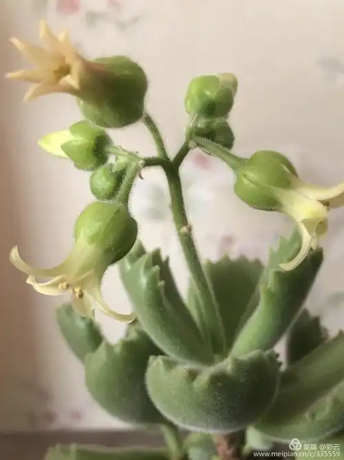 孙子养的多肉熊童子开花啦!