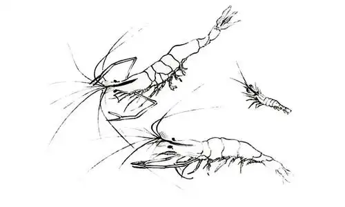 虾_白描作品集_蔡公衡作品展_蔡公衡在线作品_蔡公衡官方网站-雅昌