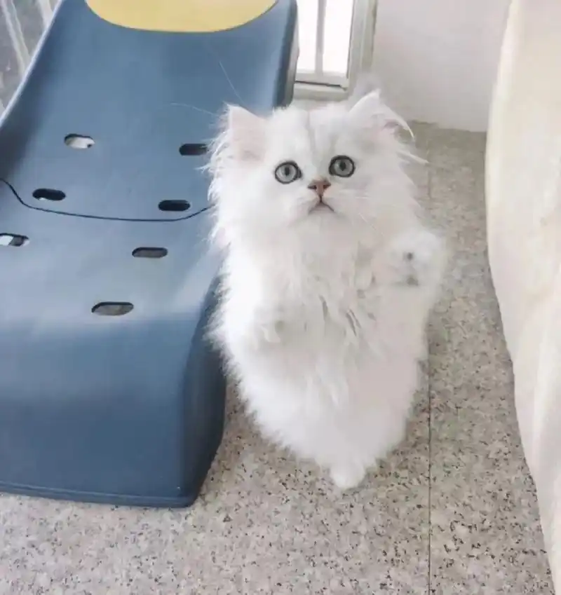 自家金吉拉猫猫给它找个好人家