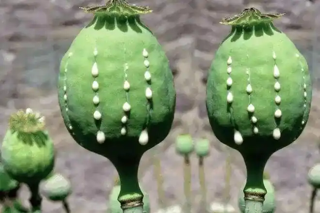 那些"很刑,可铐,有判头"的花草长这样|毒品|罂粟|古柯_网易订阅