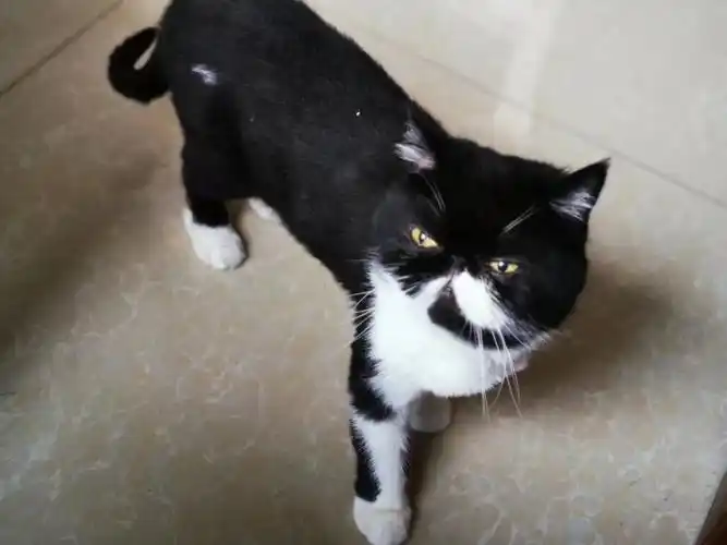 网友寻猫启示:黑白加菲猫于近期在未来方舟f7组团走丢