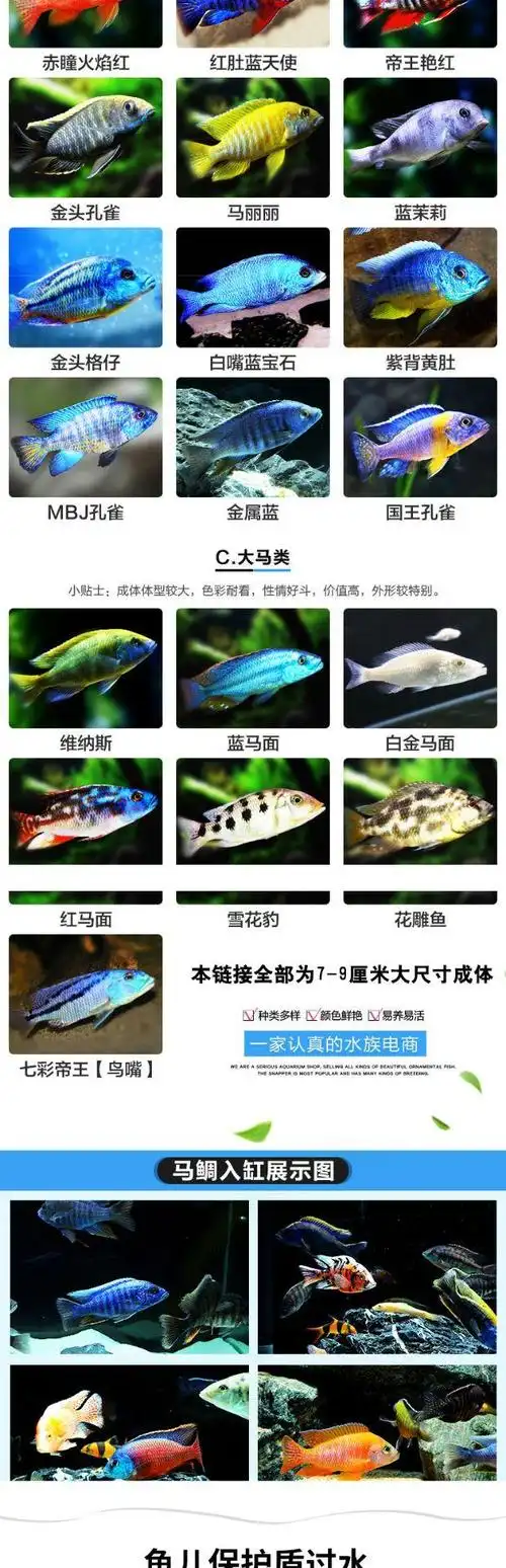 三湖慈鲷活体 马鲷岩栖大型鱼合集宠物鱼淡水热带鱼观赏鱼活体