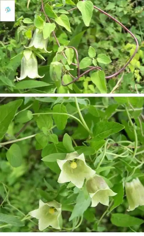 党参种子新采白条党参籽四季播种材文党参潞党参高药食同用 一斤