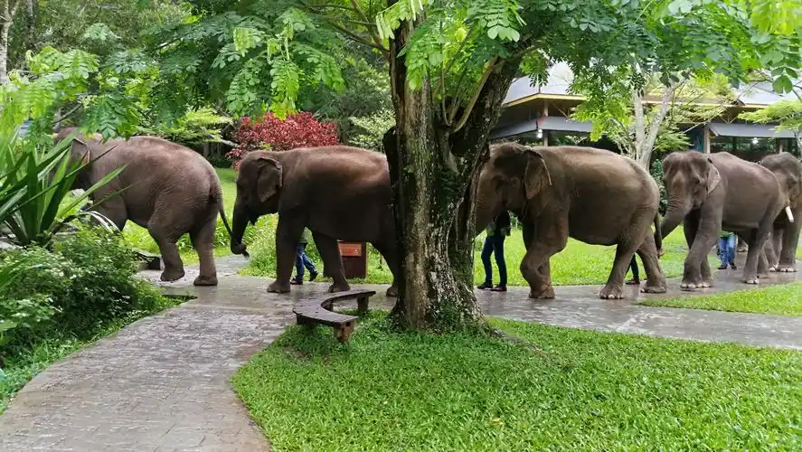 西双版纳野象谷,森林公园