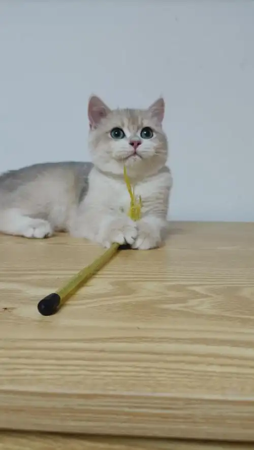 蓝金渐层眼色素非常棒