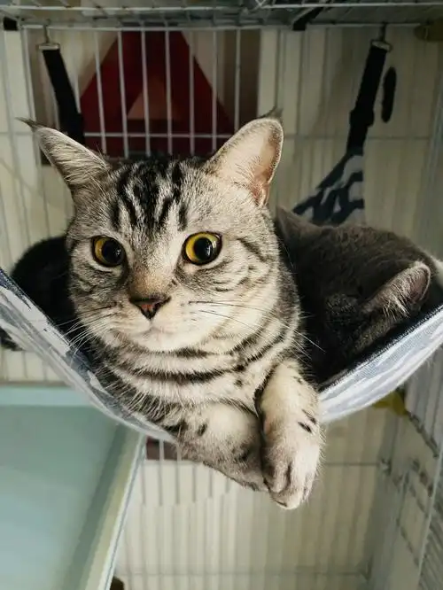 美短的样子长得像个玩偶