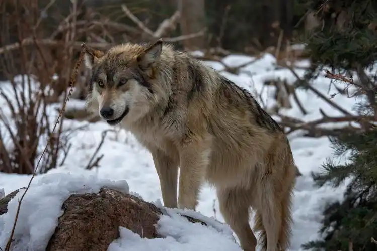 雪地里的一头野狼,高清图片 - ipad壁纸