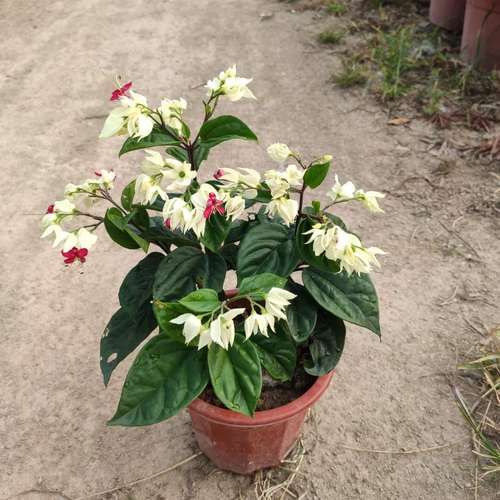 龙吐珠花苗盆栽四季开花爬藤植物九龙吐珠花苗