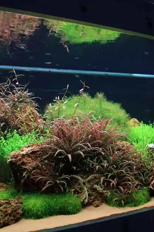 90cm火山岩荷兰景混搭草缸图片