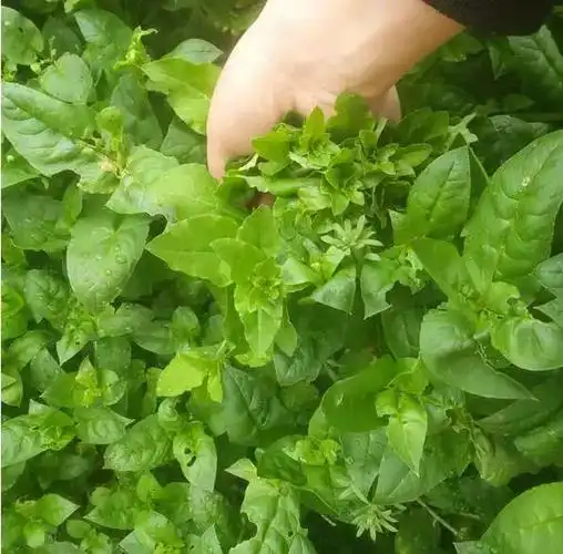 汪曾祺故乡的野菜枸杞头