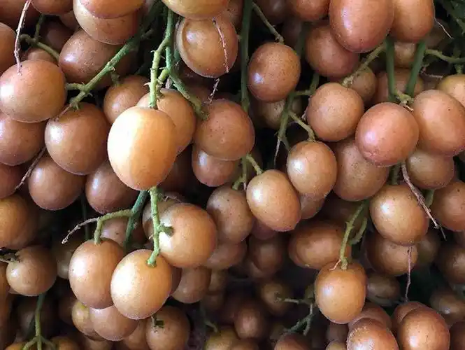 广西贵妃黑黄皮果苗批发-南宁紫色黑黄皮果苗批发-广西浦北五黄新