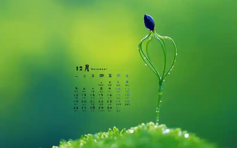 2016年12月日历护眼小清新绿色植物高清壁纸