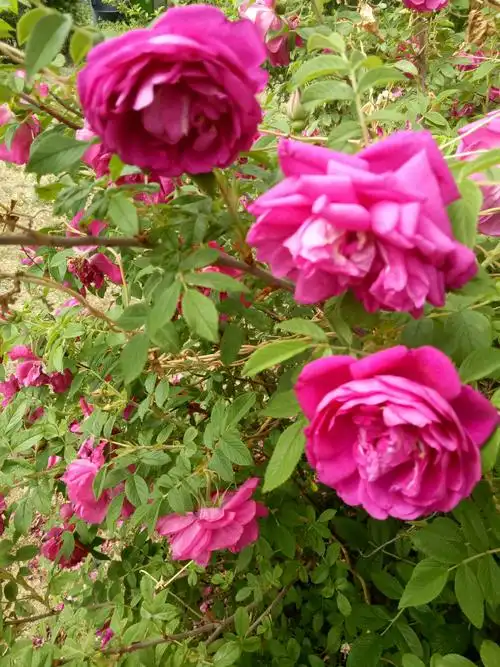 五月飘香的红刺玫