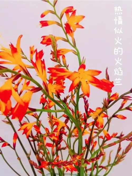 我的养花日常 #笔记灵感  火焰兰独特的橙色,穗状枝条花型较小,但很
