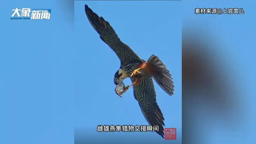 大象萌宠丨"狮子"上班都困成狗了;这才是真的舔狗