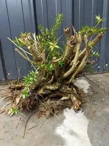 90四多666淘宝水杨梅 临水  坨坨矮霸  盆景 能开花能结果 遇水遇土