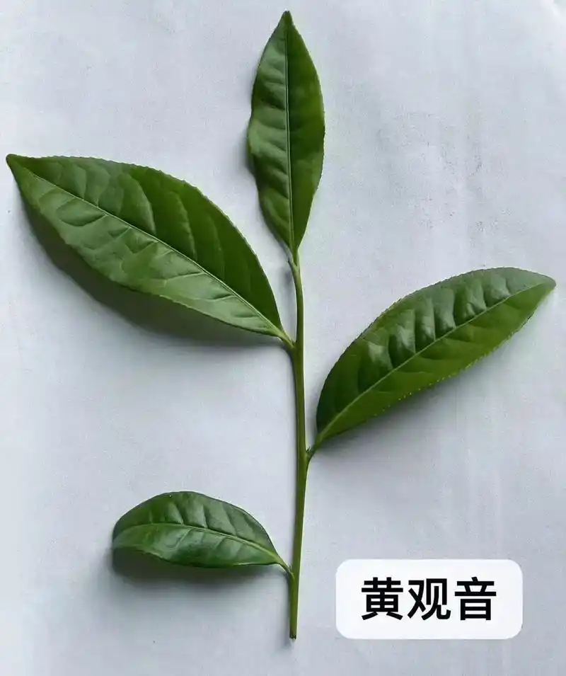 武夷岩茶品种繁多,按各个茶树品种发芽的早晚 - 抖音