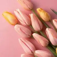 源自荷兰 鲜艳郁金香花_微信头像图片大全