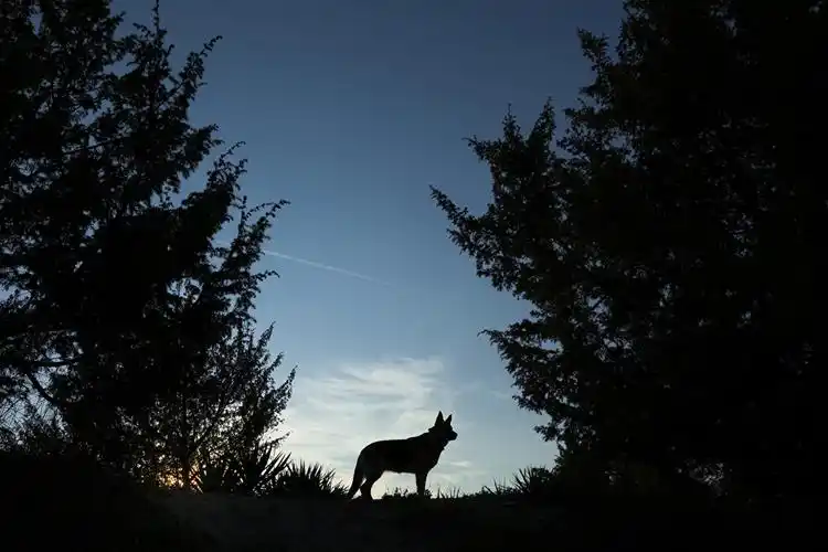 狼,晚上,侧影,动物,照片